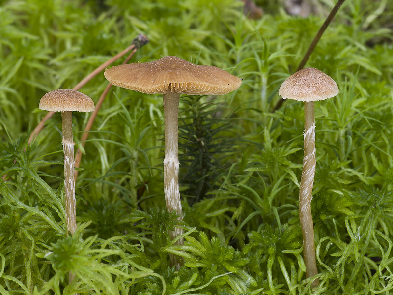 Galerina paludosa